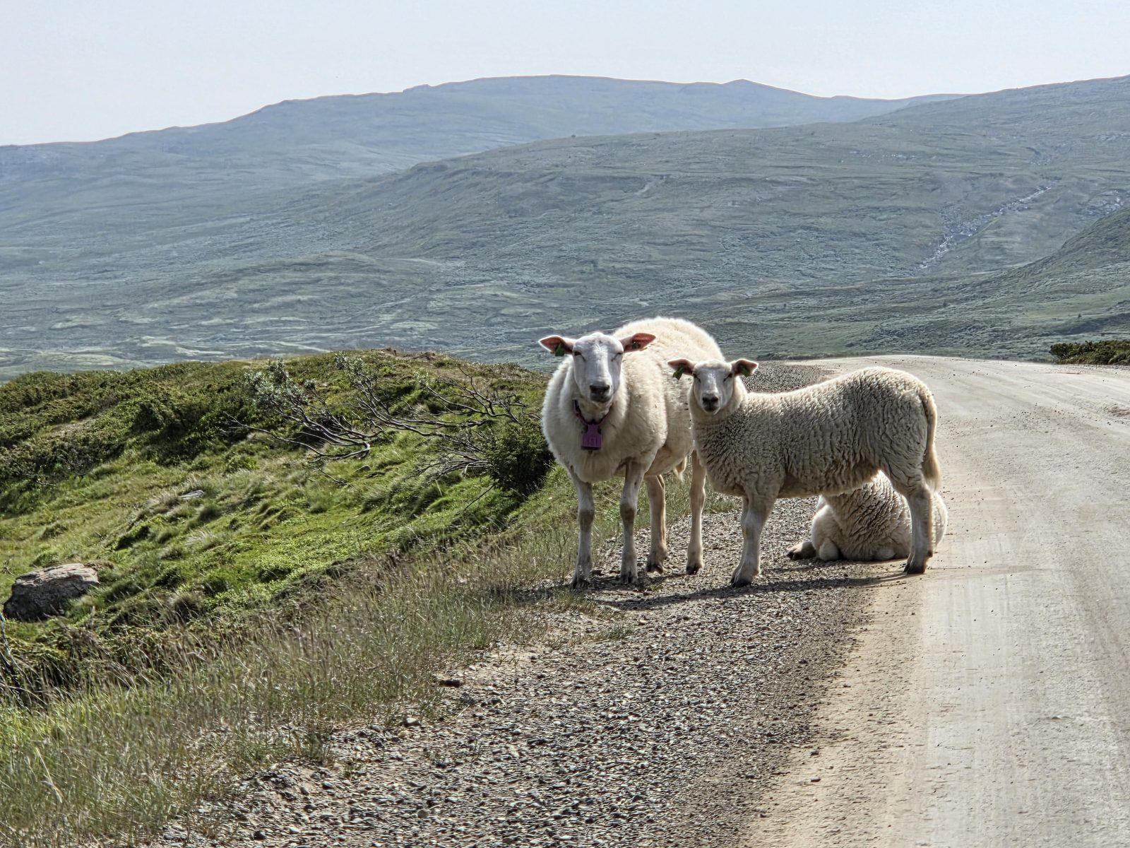 Rendieren langs onze route in Noorwegen